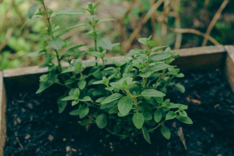 花壇・植栽の設計施工